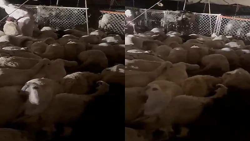 صاعقة تقضي على 140 رأسًا من الأغنام في عسير.. فيديو