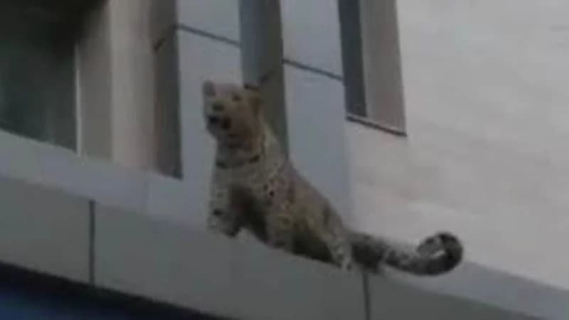 شاهد.. فهد بري يهاجم شرطيًا ويثير الزعر