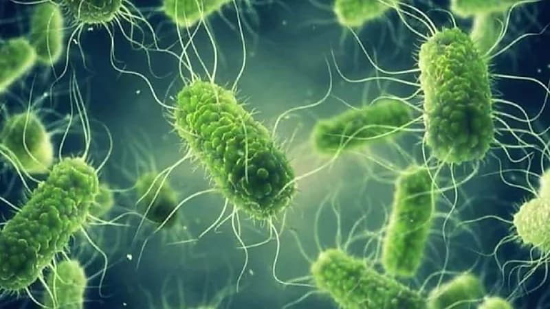 منظمة الصحة العالمية تقيّم خطر انتشار السالمونيلا بـ " المتوسط "