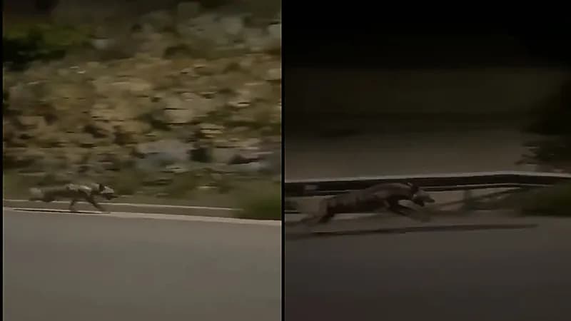 بالفيديو .. ضبع يسابق السيارات بسرعة كبيرة