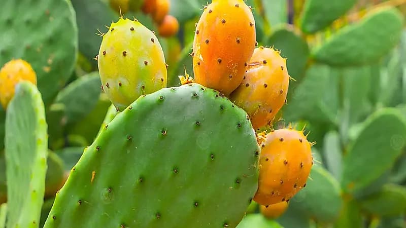 4 فئات يجب عليهم الامتناع عن تناول التين الشوكي