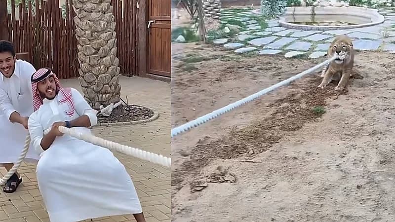 فيديو.. أسامة الدغيري يتحدى الأسد في شد الحبل