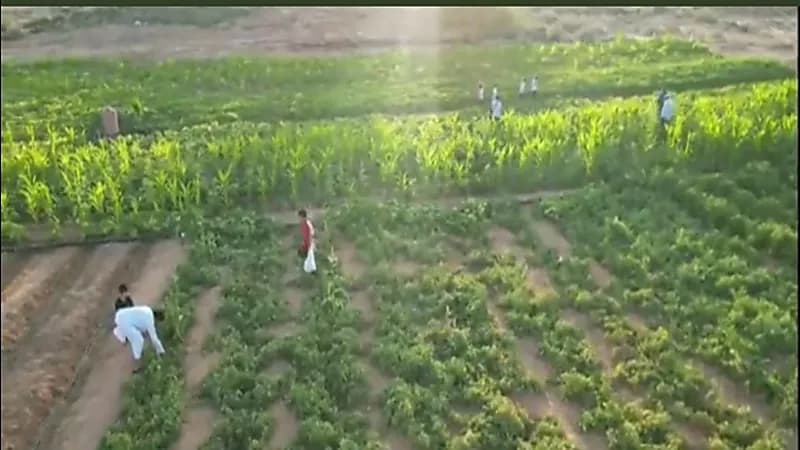 مواطن ينتج خضروات بالمجان للأهالي والمحتاجين بسكاكا.. فيديو
