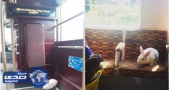 بالصور.. أرنب يثير دهشة رواد مواقع التواصل بتنقله في وسائل المواصلات