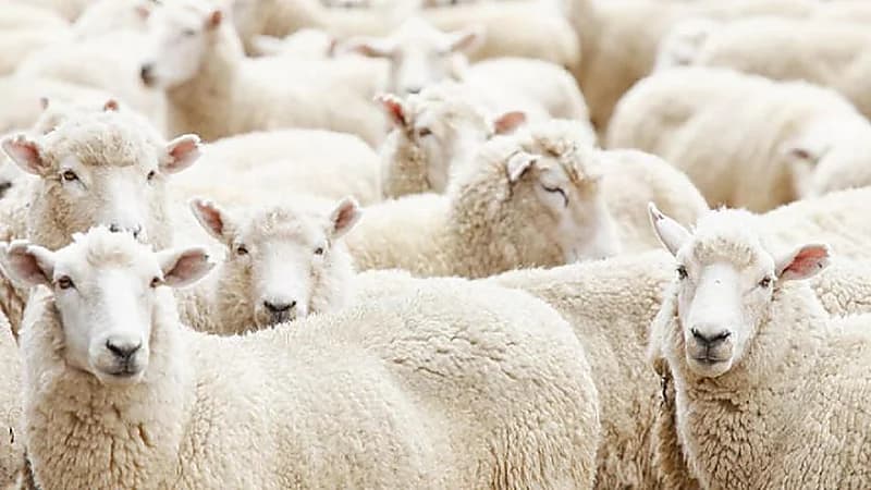 بالفيديو.. ارتفاع أسعار المواشي بالتزامن مع اقتراب شهر رمضان