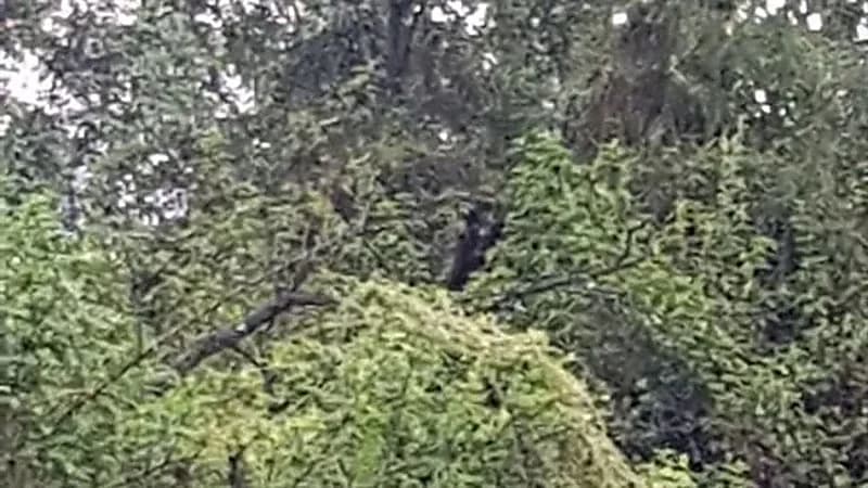 مخلوق غريب نصفه رجل والآخر كلب يطارد شخص