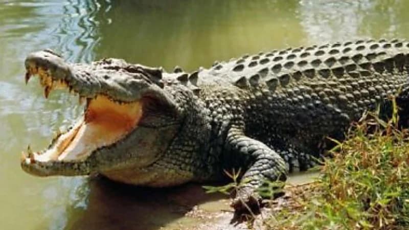 قصة رجل ينجو من هجوم 4 تماسيح ويقتل واحدًا