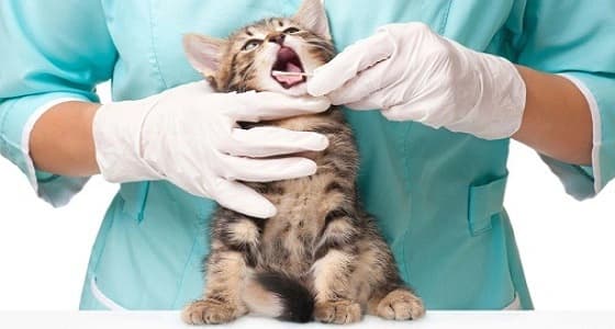 قبول أول دفعة فتيات لدراسة الطب البيطري في المملكة