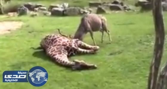 بالفيديو.. غزال يصارع زرافة بإصرار ويحصل على " تثبيت أكتاف "