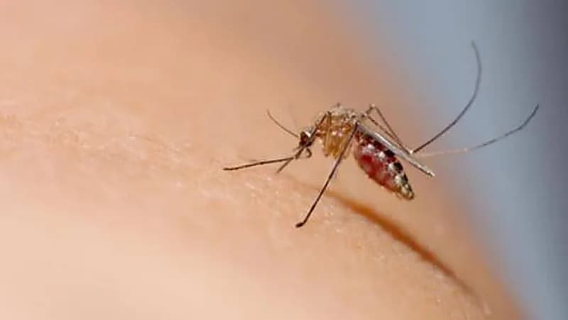 دراسة جديدة: الشاي والقهوة سبب تجمع البعوض على الجسم