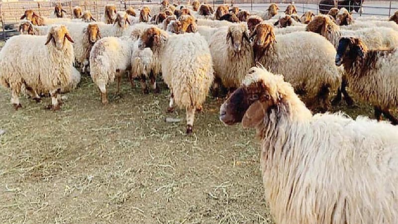 بالفيديو .. رئيس باعة الأغنام: هناك أغنام مسروقة تباع بأسواق الرياض