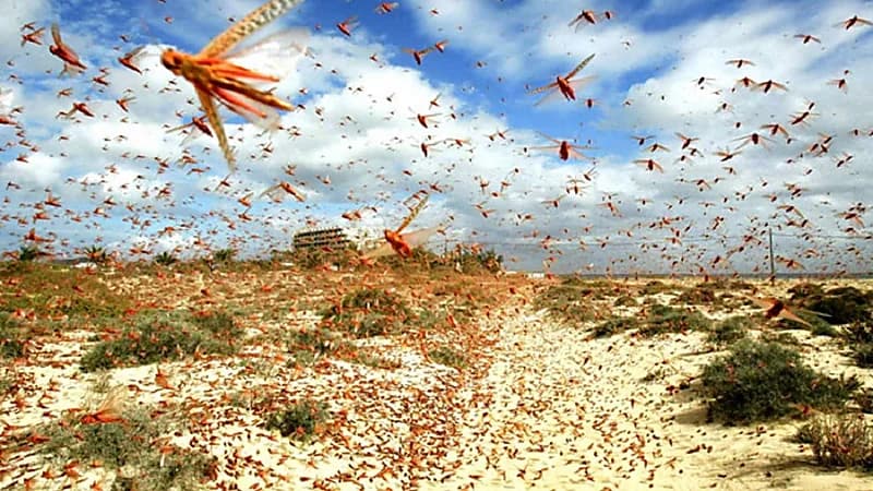 بالفيديو .. " الزعاق " يوضح كيف يصل الجراد إلى الوطن العربي