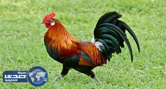 مسن يأكل ديك بـ20 ألف ريال في الباحة