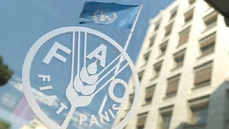 وظائف شاغرة في منظمة الأغذية والزراعة