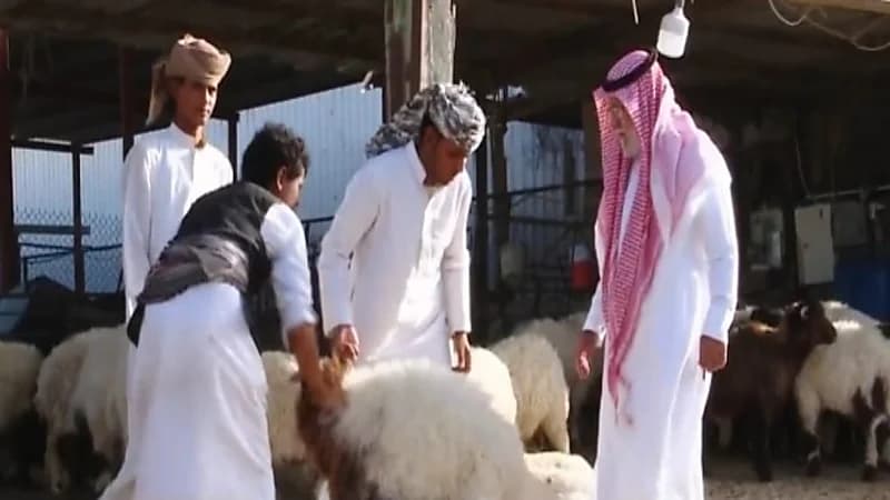 شاهد.. تجار يوضحون سبب ارتفاع أسعار المواشي في أسواق المملكة