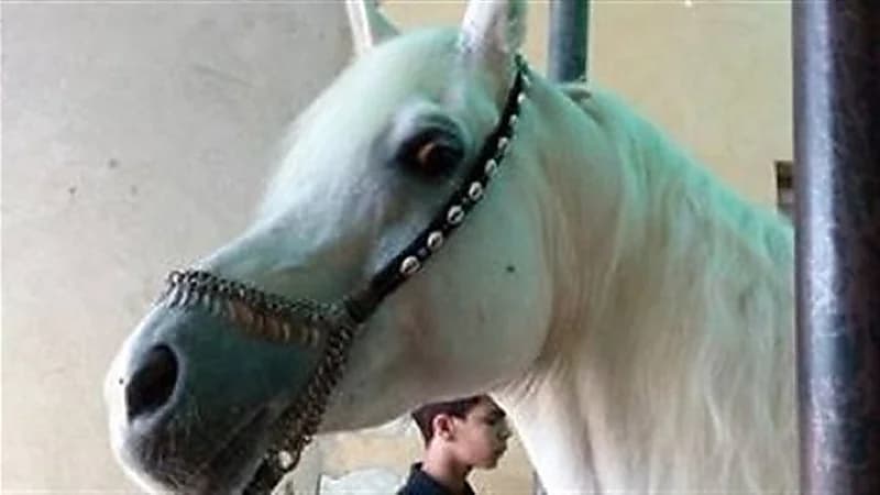 شاهد.. حصان ينجو بأعجوبة من بين قطارين