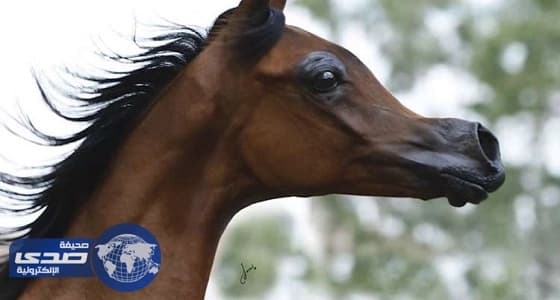 بالفيديو.. تهجين خيول عربية لتشبه أفلام الرسوم المتحركة