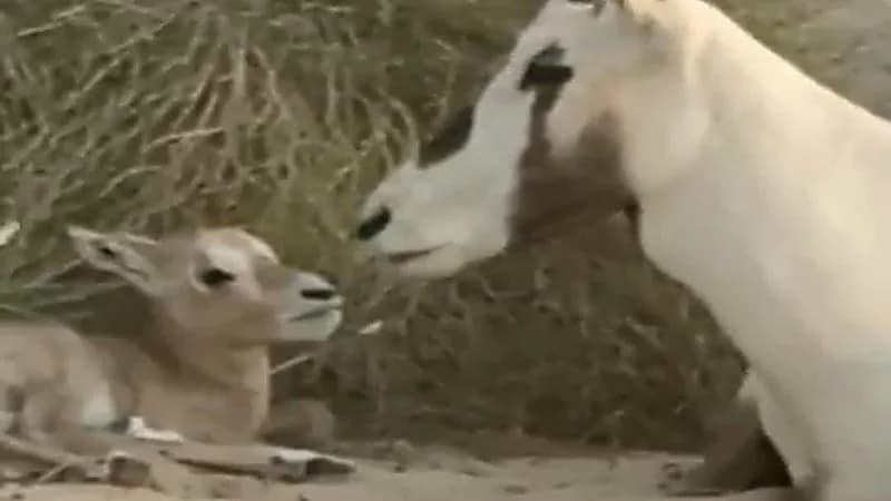 الحياة الفطرية تنشر فيديو لولادة أول طلاء للمها العربي بمنتزه ابقيق