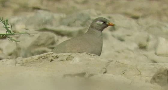 بالفيديو.. الاختلاف بين ذكر وأنثى طيور الحجل الرملي