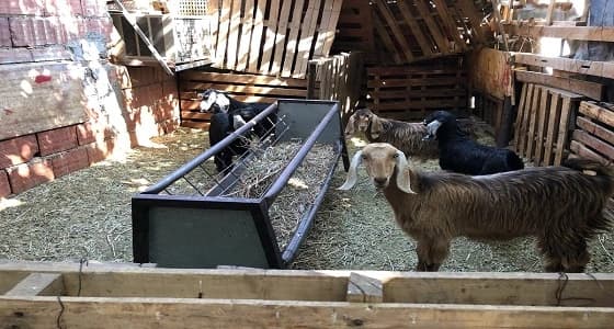 بالصور.. ضبط حظيرة أغنام ومسلخا عشوائيا مخالفا بالمدينة