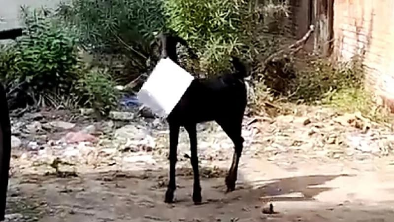 شاهد.. لحظة سرقة "ماعز" لملفات حكومية وهروبه