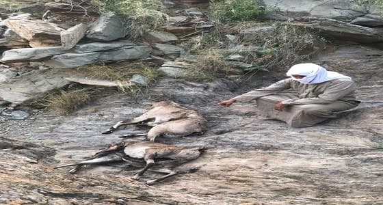 بالصور.. شخص يقتحم محمية وطنية ويقتل " وعول " شبه منقرضة