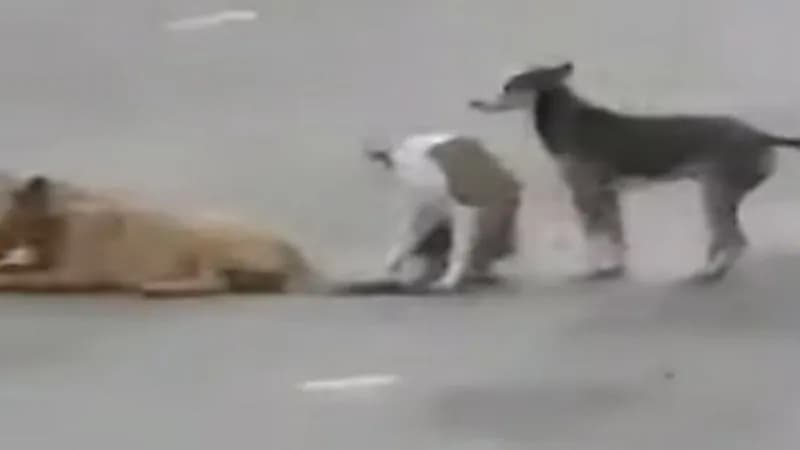 شاهد.. شاب يطلق النار على كلب في شارع عام بجازان