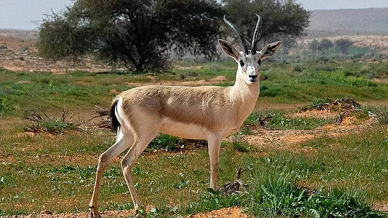 ضبط مواطنًا مخالفًا لنظام البيئة لارتكابه مخالفة رعي في محمية الإمام تركي بن عبدالله