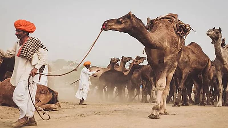 دموع الجِمال تفتح أملًا جديدًا في مكافحة سموم الأفاعي