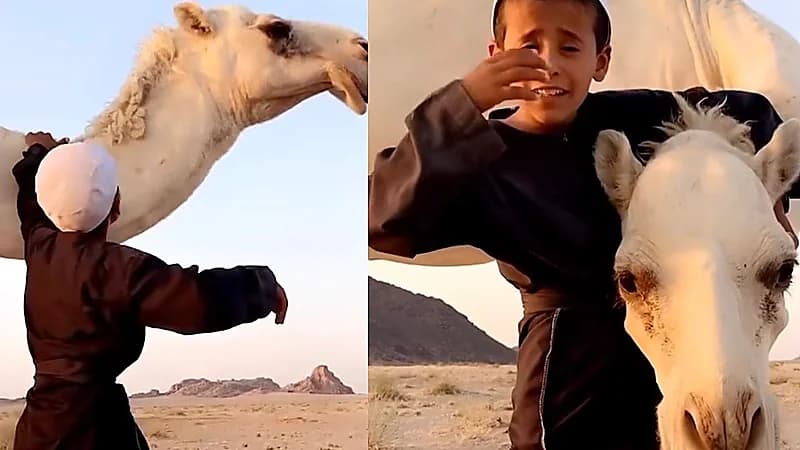 طفل يتغزل بناقة : الناقة هذي فيها حنية بالحيل .. فيديو