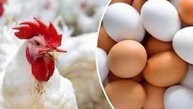 رفع الحظر المؤقت المفروض على استيراد لحوم الدواجن من بولندا