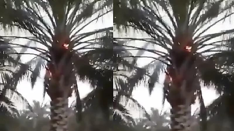 بالفيديو..صاعقة تحرق نخلة