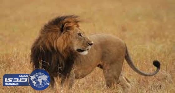 400 مواطن يحاصرون أسد في نحلة جرش