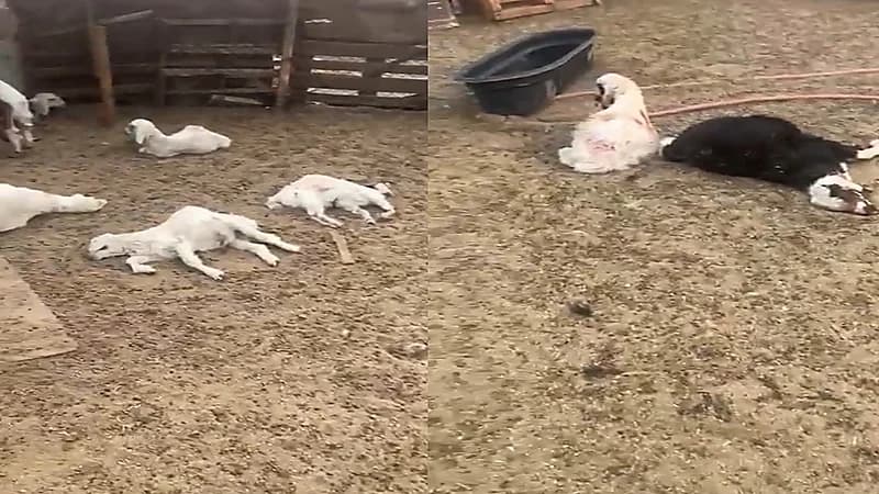 فيديو.. ذئب يفترس 47 رأس من الغنم في بريدة