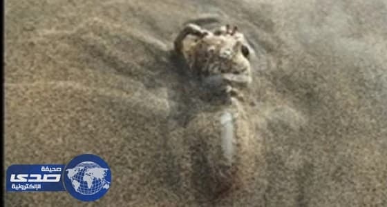 هجوم مخيف لقوقعة تبتلع كابوريا