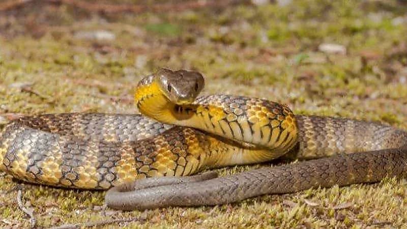 وفاة 4 أشقاء بلدغات ثعابين أثناء نومهم