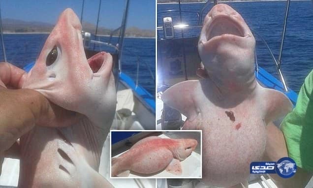 رجل دين مغربي يدعو للمساواة بين الرجل والمرأة في الإرث