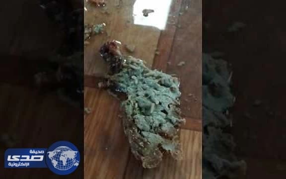 جمال سائبة تتحرك بحرية وسط الطريق السريع بين بدر والمسيجيد وتتسبب في وفاة عائلة " فيديو "