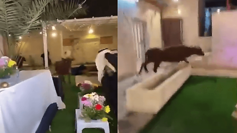 بالفيديو.. بقرة تقتحم أمسية شعرية