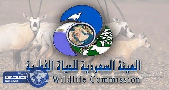 بالفيديو.. استخدام أجهزة محظورة لاصطياد الطيور في متنزهات عرعر