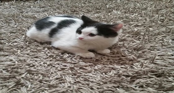 بالفيديو.. قطتان تعزفان على الأورج بمهارة