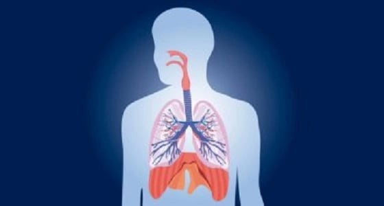 وظائف القصبة الهوائية في جسم الإنسان