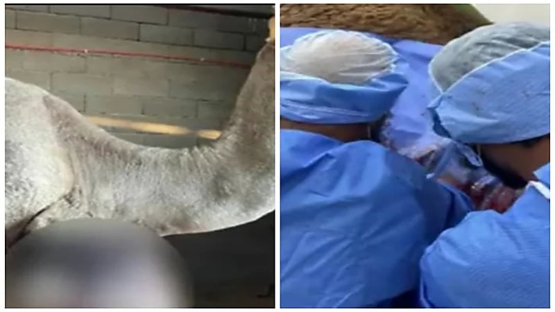 استئصال ورم وزنه 100 كيلوغرام لدى جمل قيمته السوقية 3 ملايين ريال.. فيديو