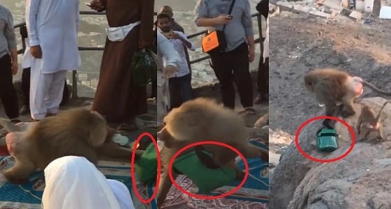 بالفيديو.. قردة تهاجم زوار جبل النور وتسلب حقائبهم