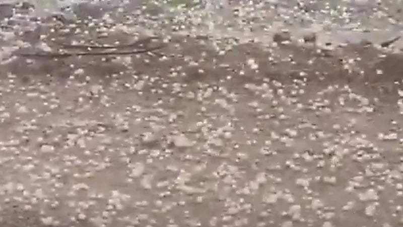 بردية كثيفة تغطي وادي جليل في الطائف.. فيديو