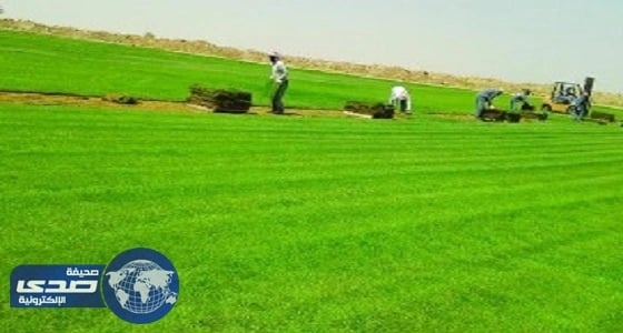 590 ألف عامل أجنبي يعملون بالزراعة وتربية الحيوانات بالمملكة