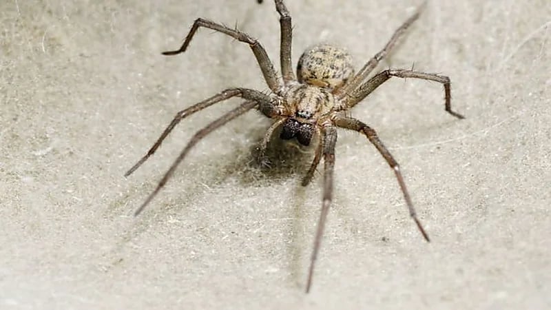 هجوم شرس لـ "عناكب" على المنازل في بريطانيا