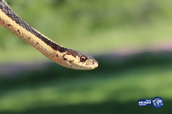 السيناتور ليبرمان يطالب قادة أمريكا بمحاسبة نظام طهران لدورهم في  هجمات 11 سبتمبر