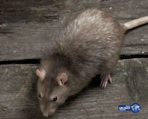 شاهد.. جريان السيول في حفر الباطن وسط موجة برق ورعد