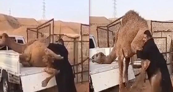 رجل يسيطر على جمل هائج ..ومغردون يصفوه بـ " الرافعة البشرية "